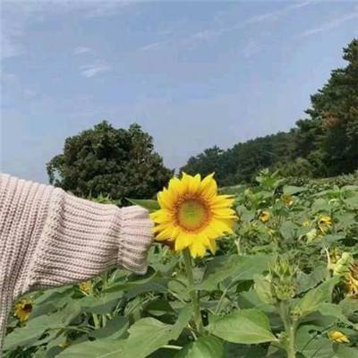碧血沙城h5版下载